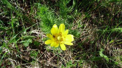 Adonis vernalis